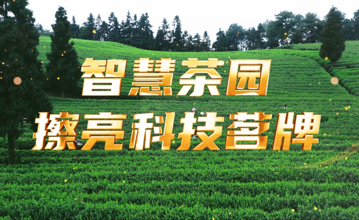 kdpay钱包(中国)茶园，擦亮科技茗牌